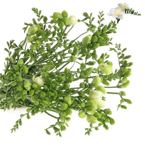 Freesie weiss gefüllt Essence 16 Gramm