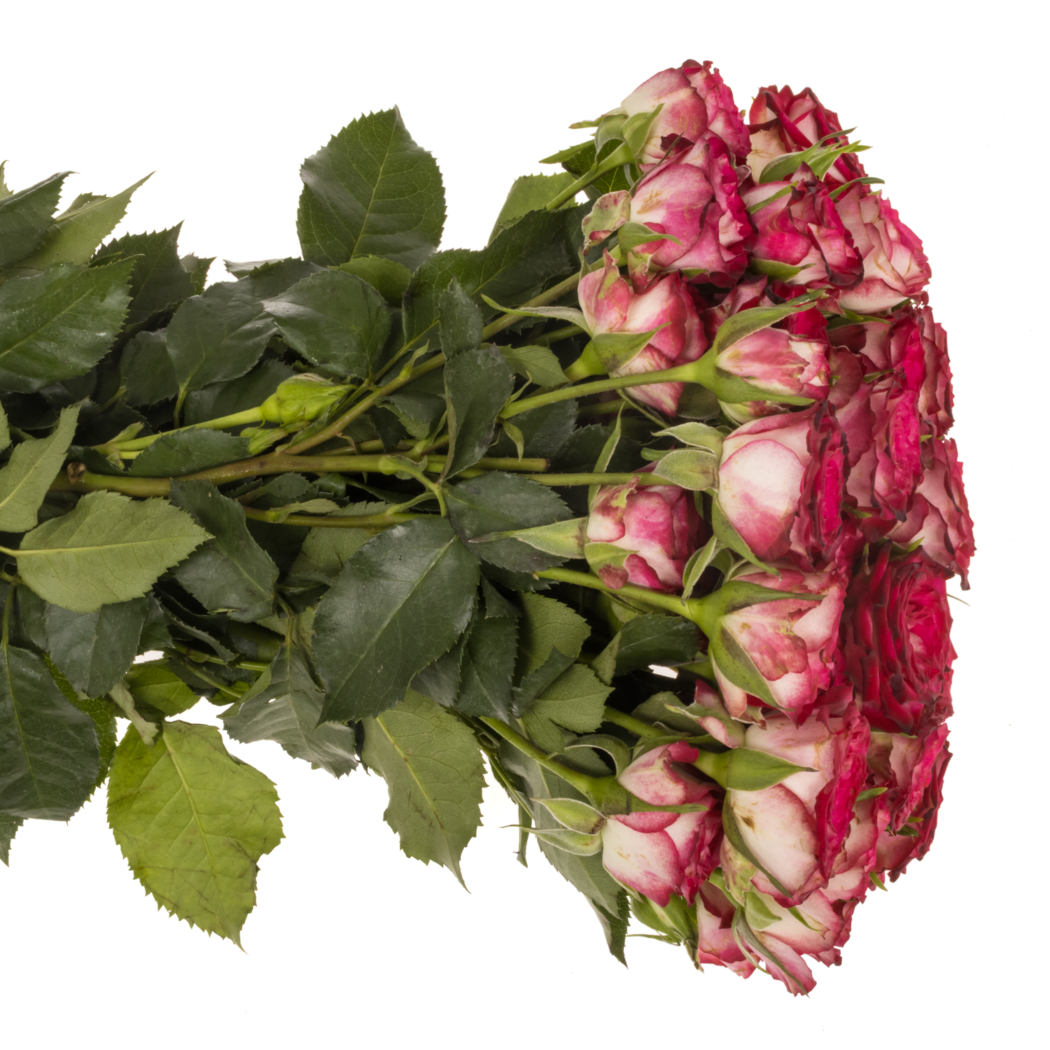 Rose verzweigt fuchsia/creme Vanessa 5+Blüte 50cm