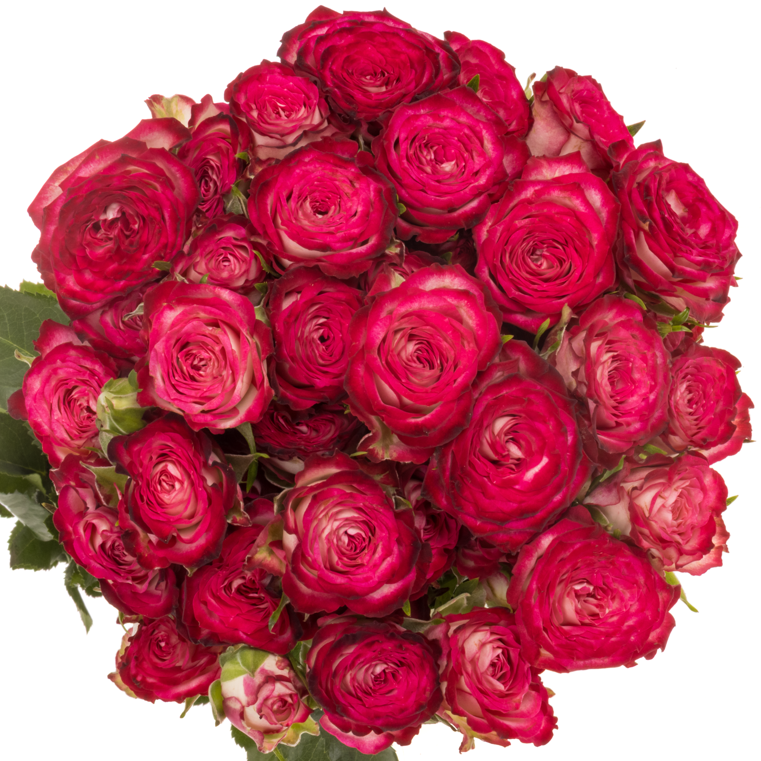 Rose verzweigt fuchsia/creme Vanessa 5+Blüte 50cm