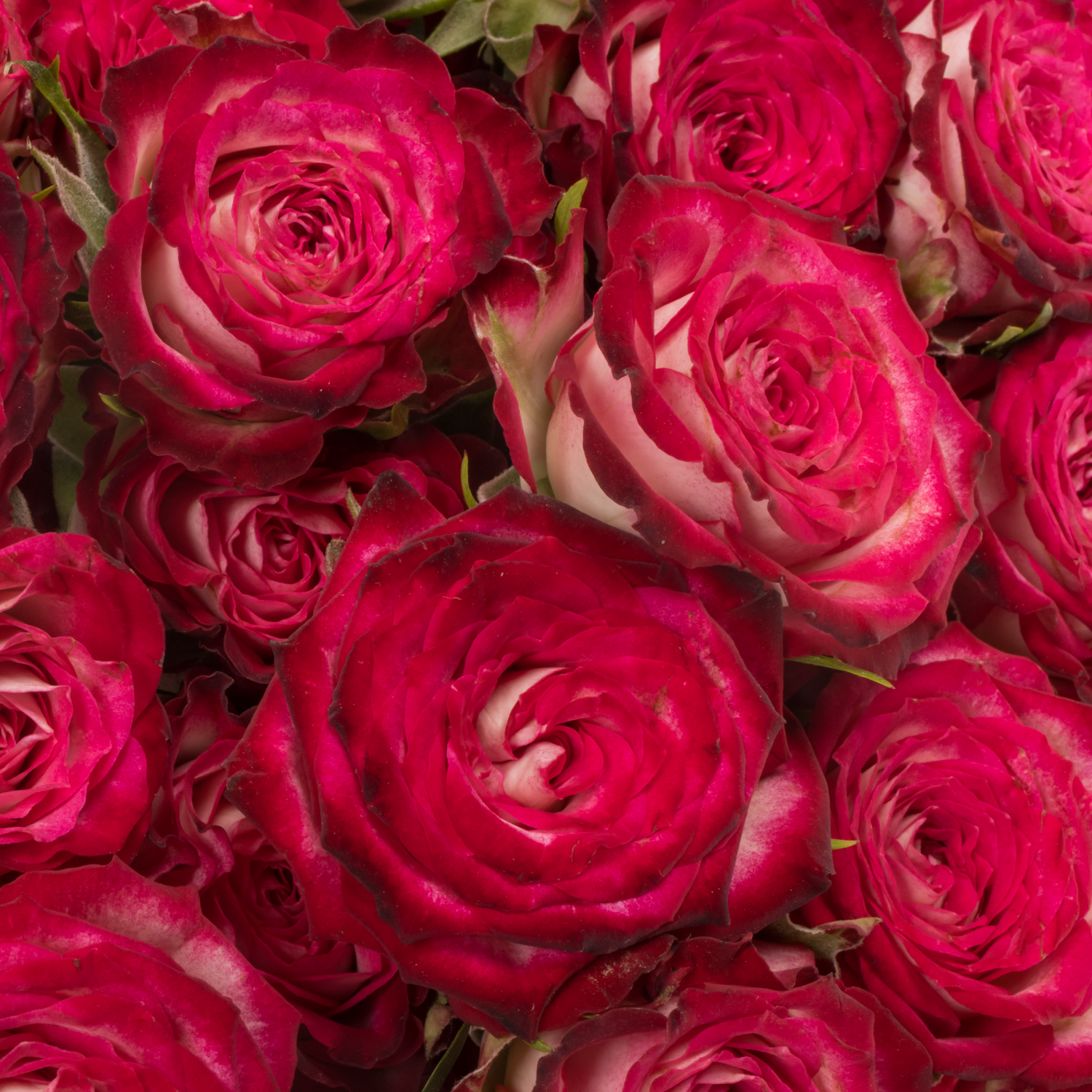 Rose verzweigt fuchsia/creme Vanessa 5+Blüte 50cm