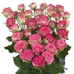 Rose verzweigt fuchsia/creme Vanessa 5+Blüte 50cm
