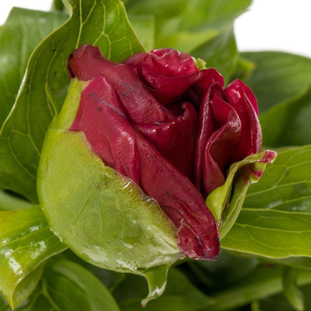 Pfingstrose rot Paula 50cm