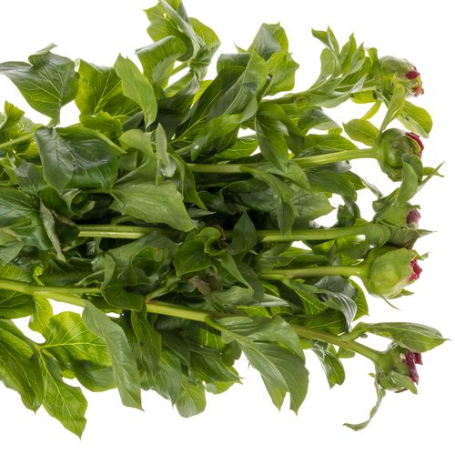 Pfingstrose rot Paula 50cm