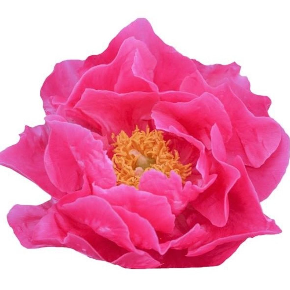 Pfingstrose rot Paula 50cm