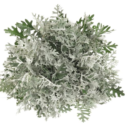 Senecio Silberblatt 60cm