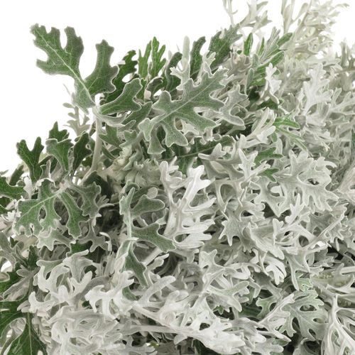 Senecio Silberblatt 60cm