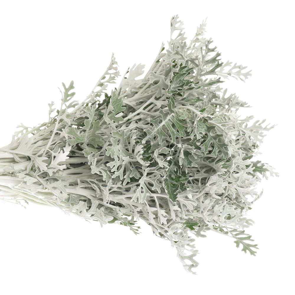 Senecio Silberblatt 60cm
