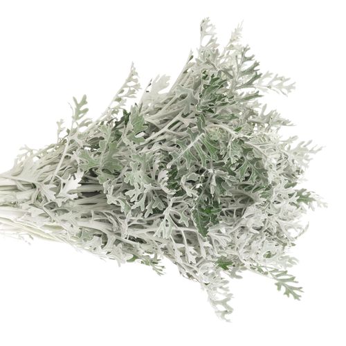 Senecio Silberblatt 60cm