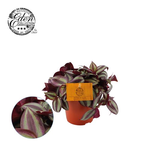 Tradescantia Zebrina T12 H10
