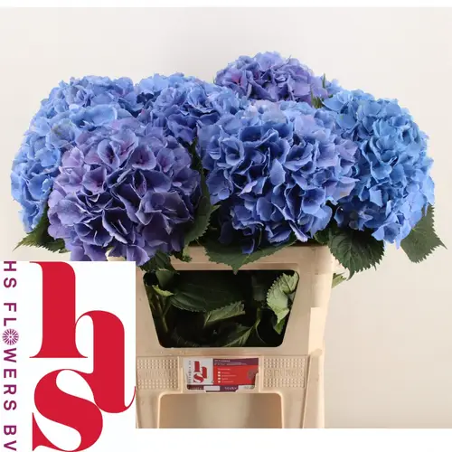 Hortensie blau Elbtal Bol 22cm 80cm
