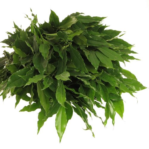 Coculus Blatt grün 80cm