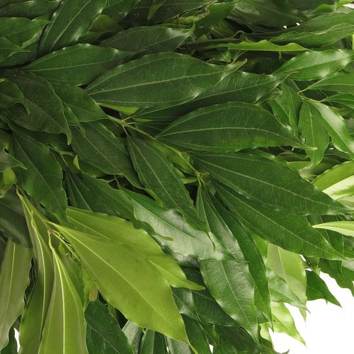 Coculus Blatt grün 80cm