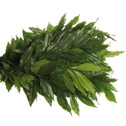 Coculus Blatt grün 80cm