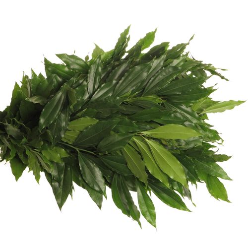Coculus Blatt grün 80cm