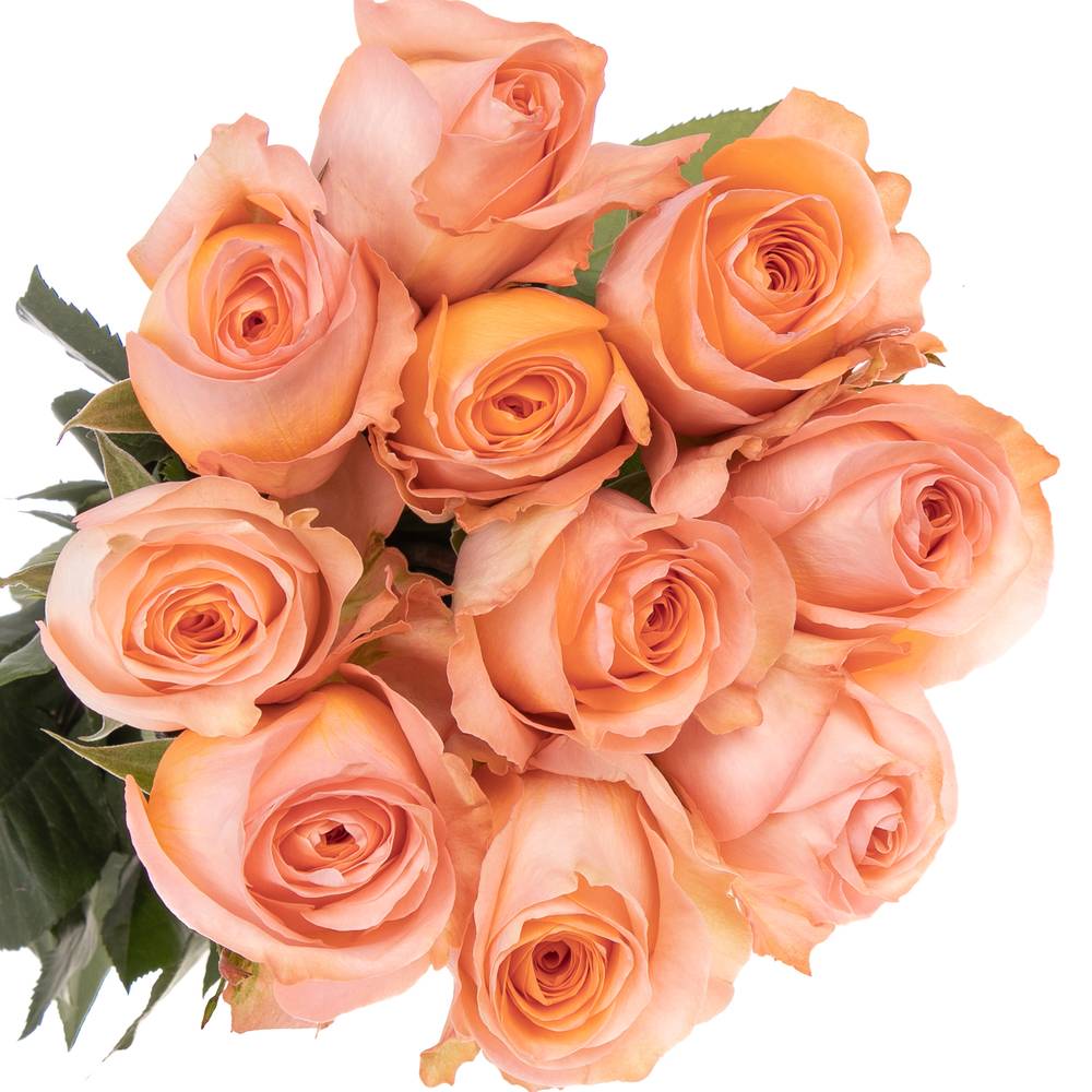 Rose apricot Coral Reef (Ec) 50cm X10
