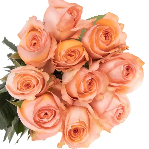 Rose apricot Coral Reef (Ec) 50cm X10