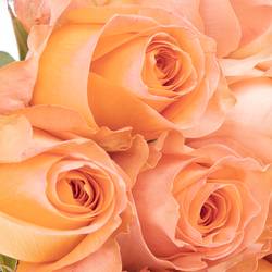 Rose apricot Coral Reef (Ec) 50cm X10