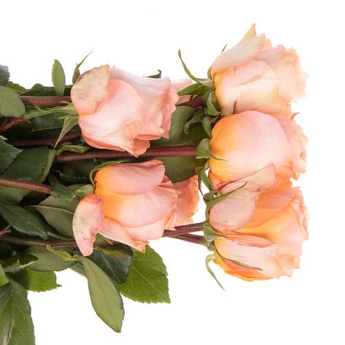 Rose apricot Coral Reef (Ec) 50cm X10
