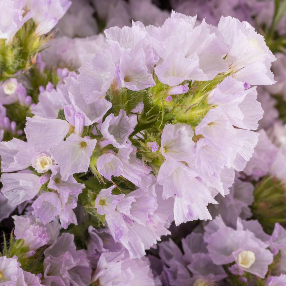 Statice milka Tessa Malva 60 Gramm 80cm