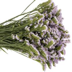 Statice milka Tessa Malva 60 Gramm 80cm