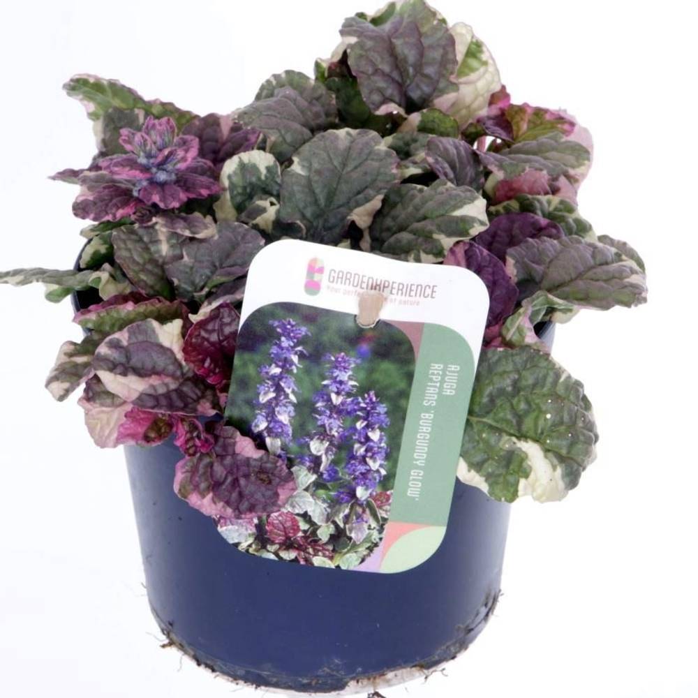 Ajuga Reptans violett Burgundy Glow T13 H020