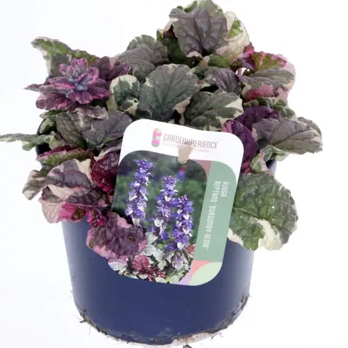 Ajuga Reptans violett Burgundy Glow T13 H020