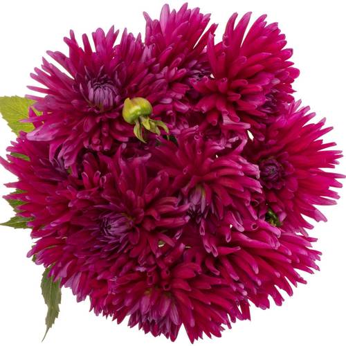 Dahlia lila Skyfall 55cm