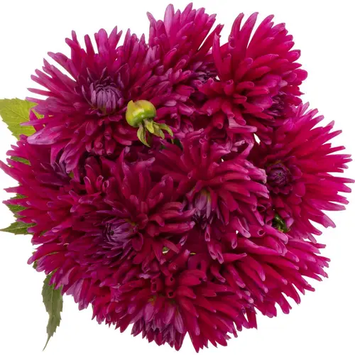 Dahlia lila Skyfall 55cm