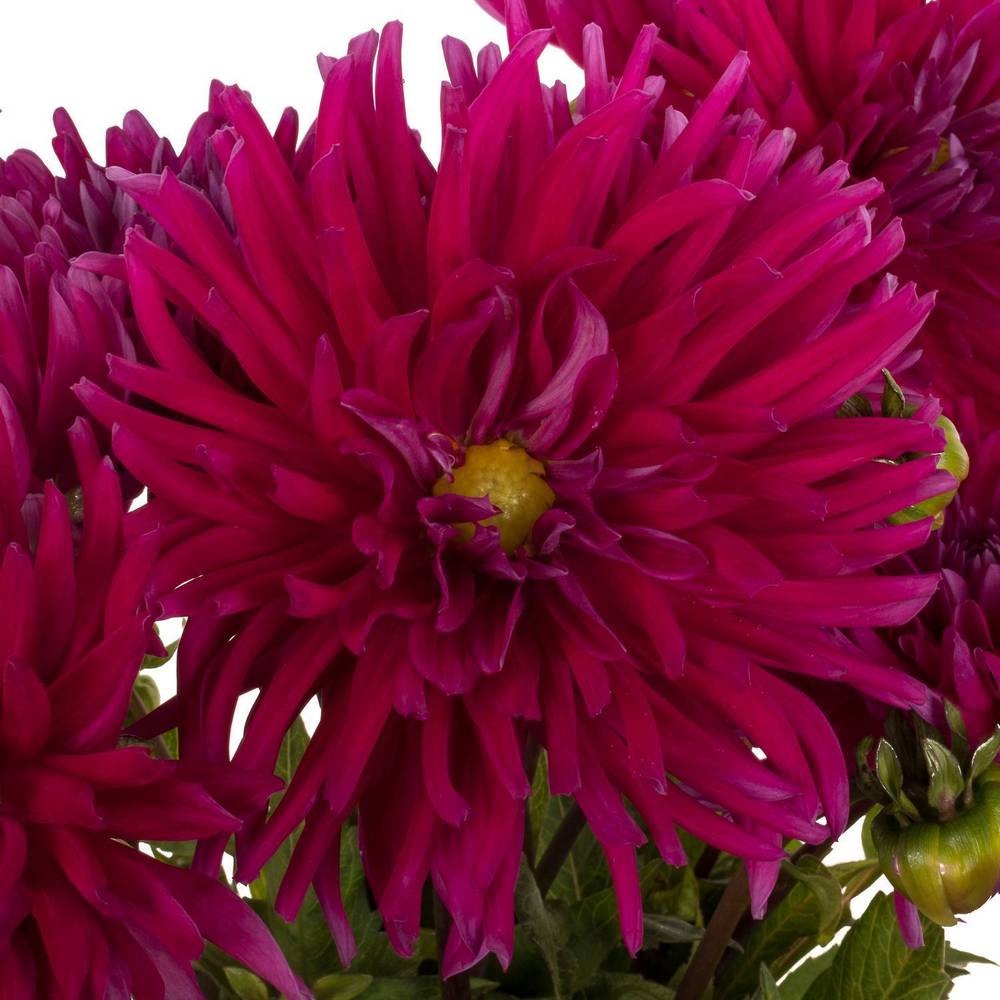 Dahlia lila Skyfall 55cm