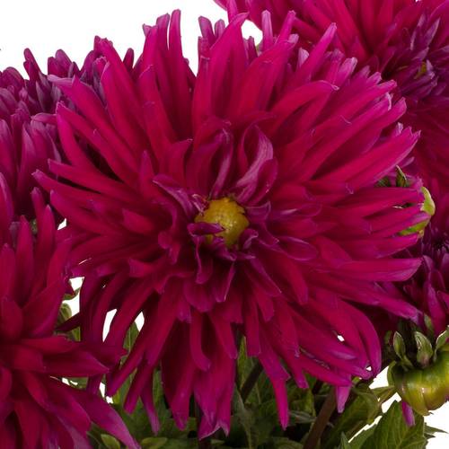 Dahlia lila Skyfall 55cm