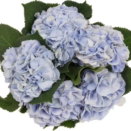 Hortensie hell blau Surprise Bol 17cm 80cm