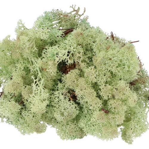 Island Moos Mintgrn 500 Gr