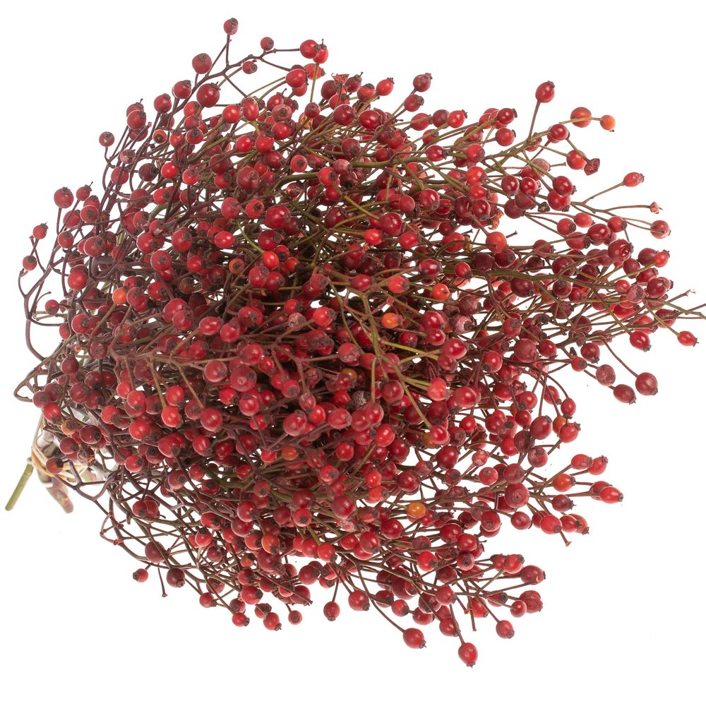 Hagebutte rot Splendor 35cm