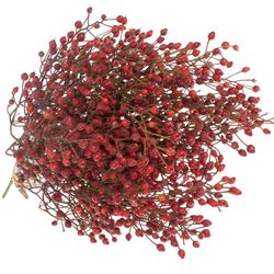 Hagebutte rot Splendor 35cm