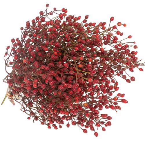 Hagebutte rot Splendor 35cm