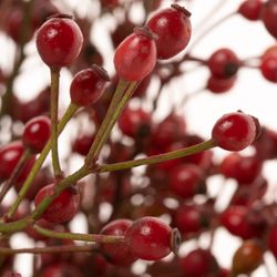 Hagebutte rot Splendor 35cm