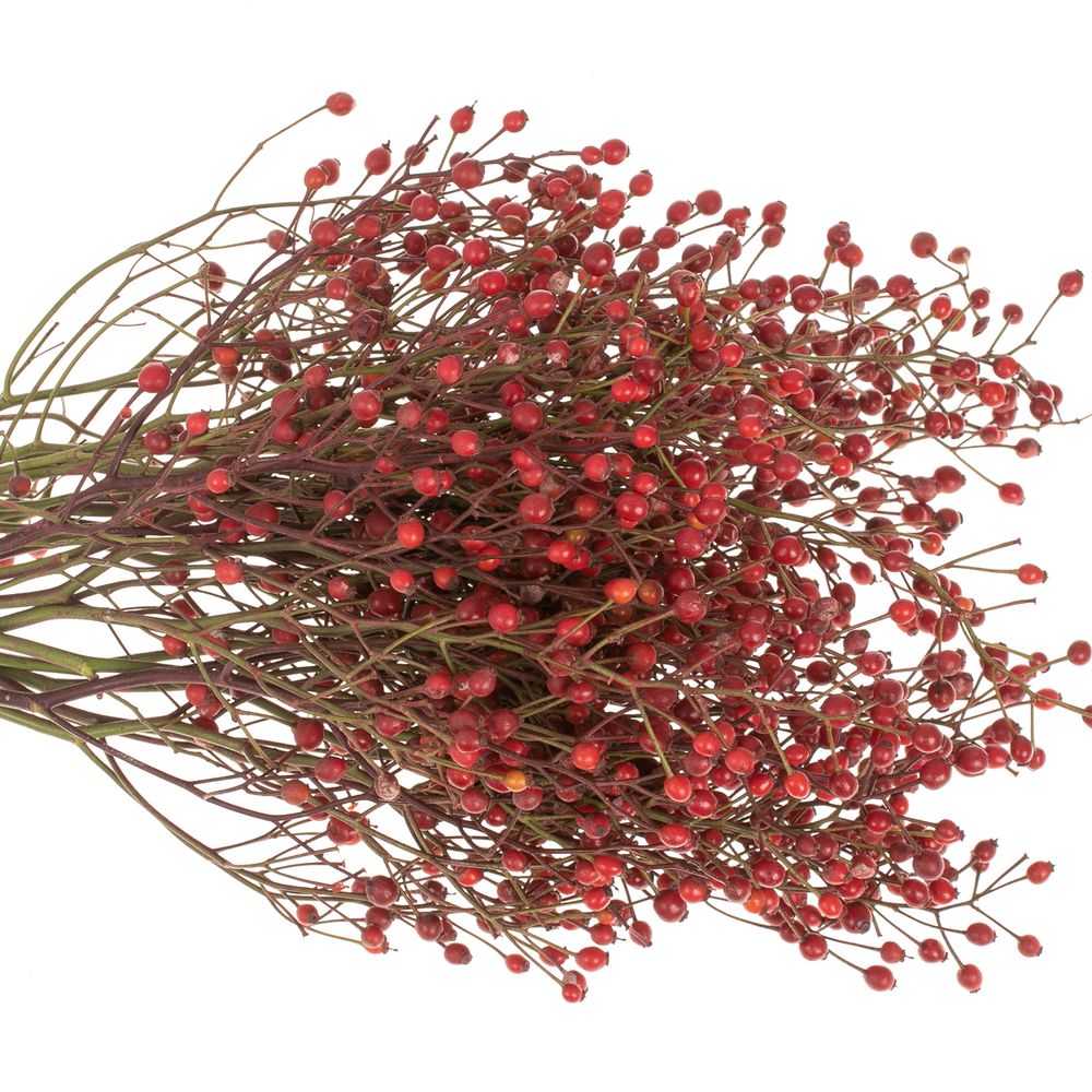 Hagebutte rot Splendor 35cm