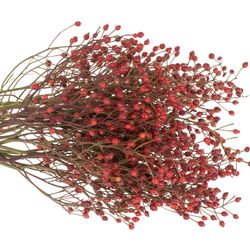 Hagebutte rot Splendor 35cm