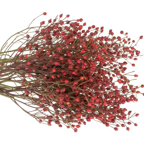 Hagebutte rot Splendor 35cm