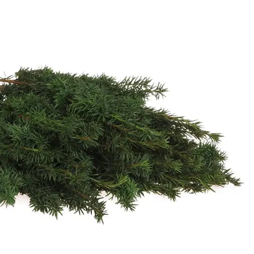 Taxus Bacc grün 90cm