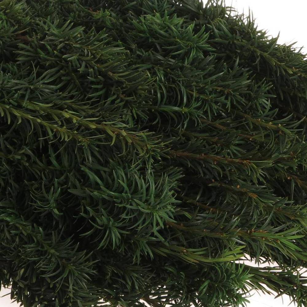 Taxus Bacc grün 90cm