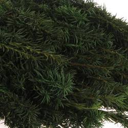 Taxus Bacc grün 90cm
