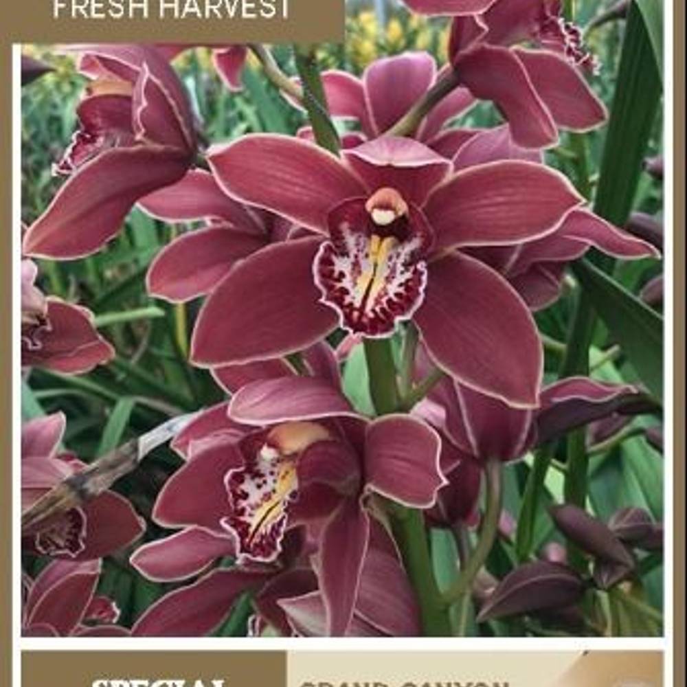Cymbidium rot Grand Canyon 80cm 13+Blüte