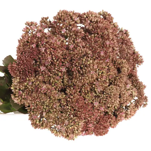 Sedum rosa/rot Natur Matrona 60cm