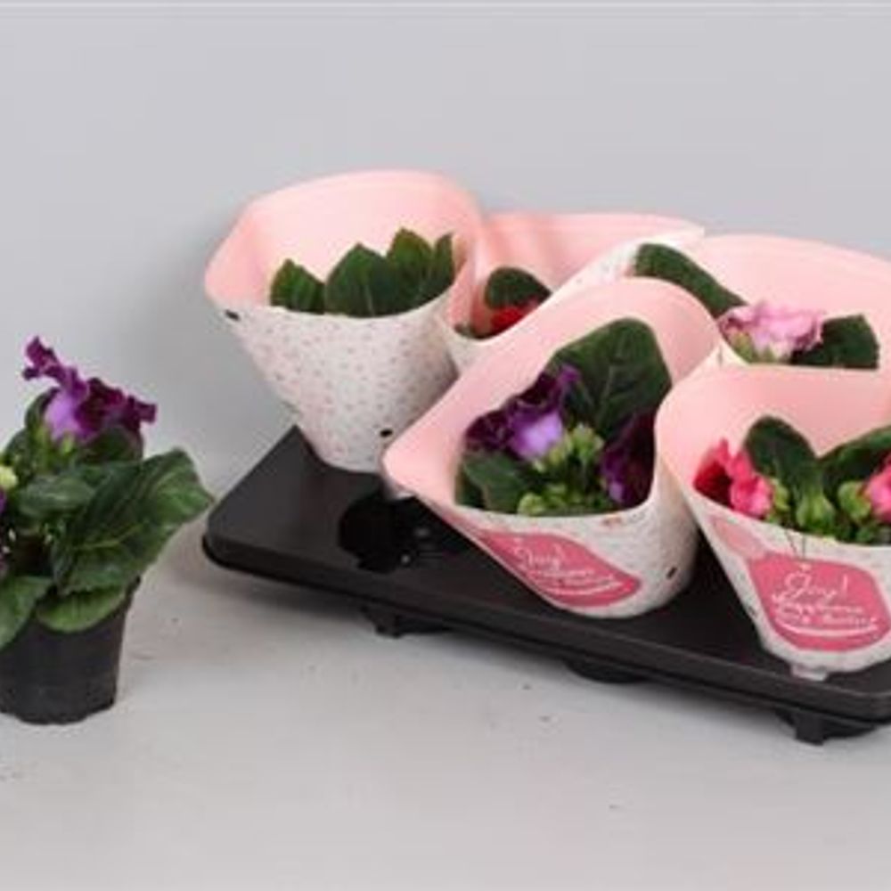 Gloxonia mix T12 H22 Schnapchen Von Uhr