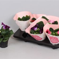 Gloxonia mix T12 H22 Schnapchen Von Uhr