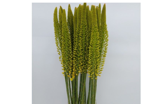 Eremurus gelb Image 115cm