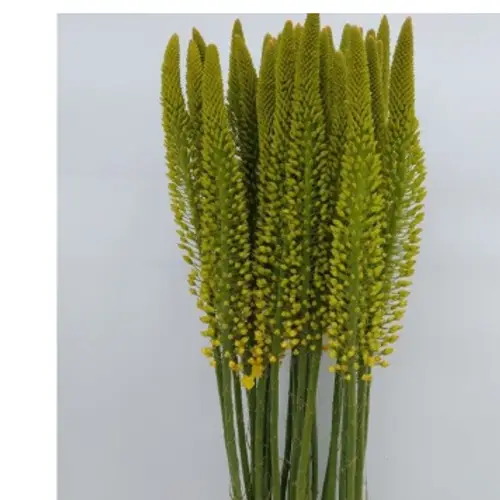 Eremurus gelb Image 115cm