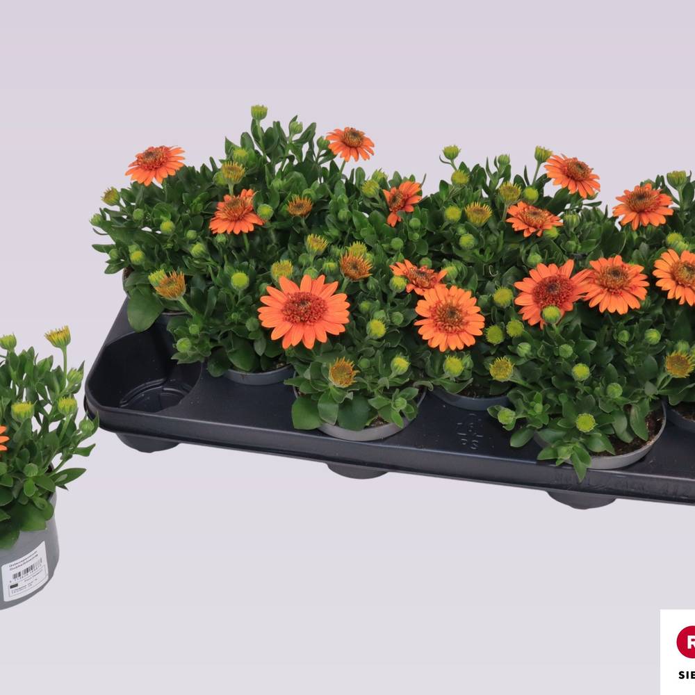Osteospermum orange Gefült T10,5 H022