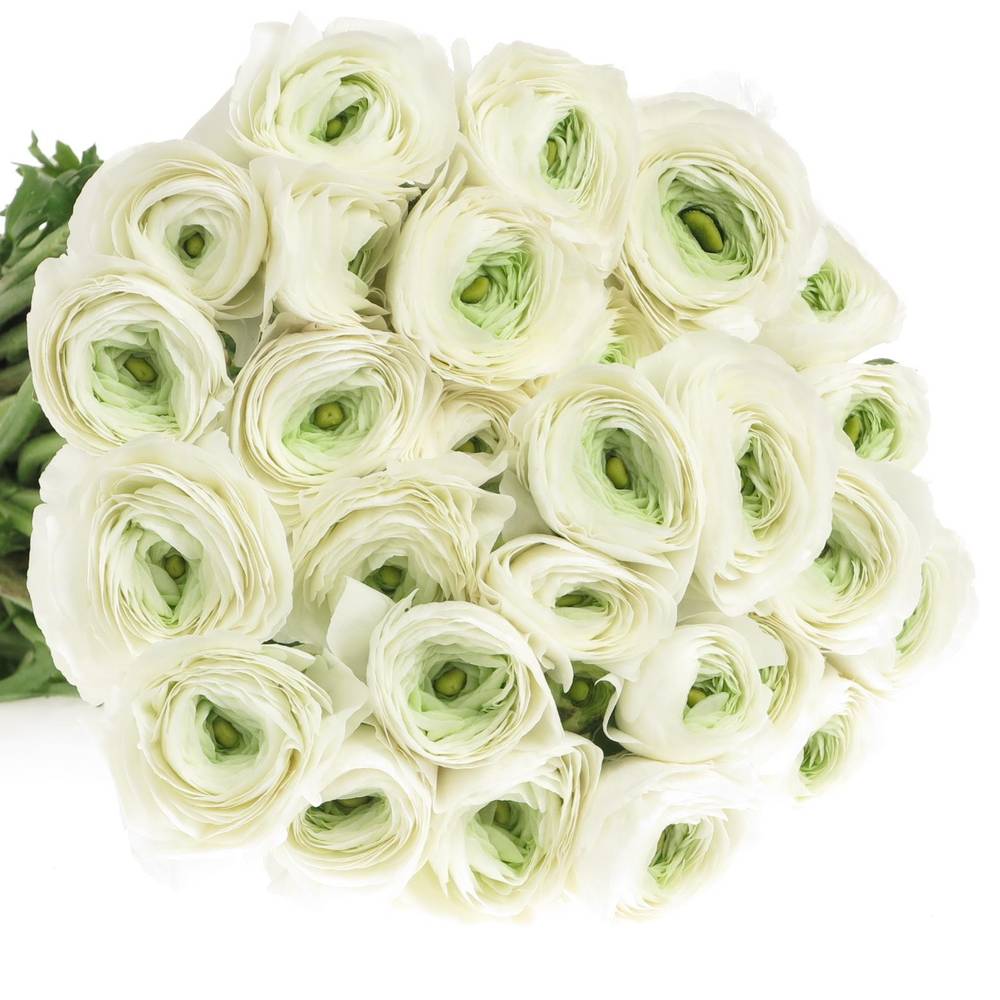 Ranunkel weiss Cloni Siberia White 40cm x 30